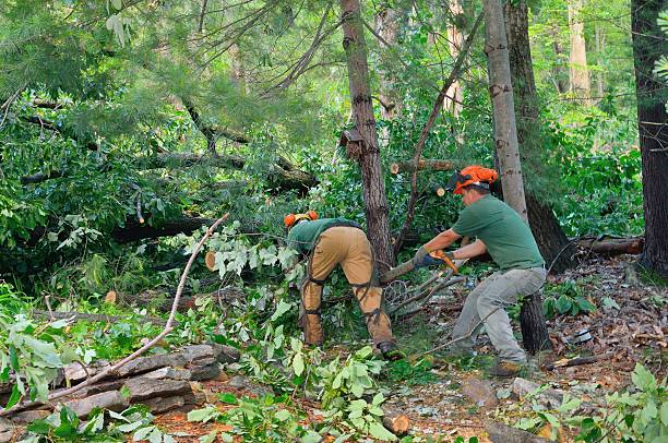 Best Tree Cutting Near Me  in Big Lake, WA